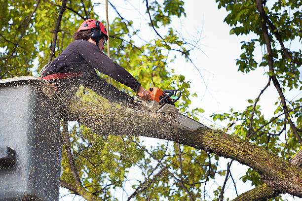 Best Commercial Tree Services  in Willows, CA